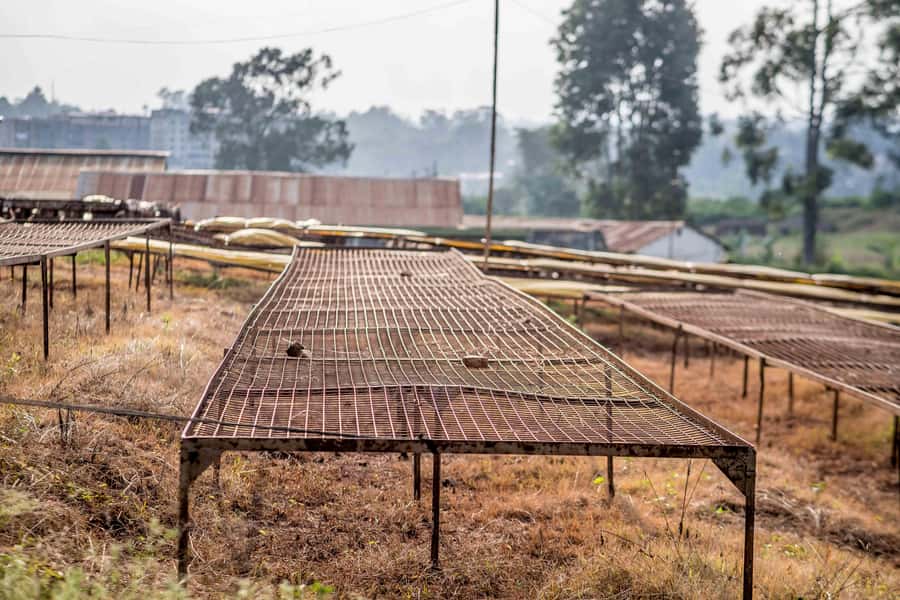 Nairobi: Guided Coffee Farm Tour with Tastings - Should you book Kienyeji Afrika Adventures for Nairobi coffee farm tastings?