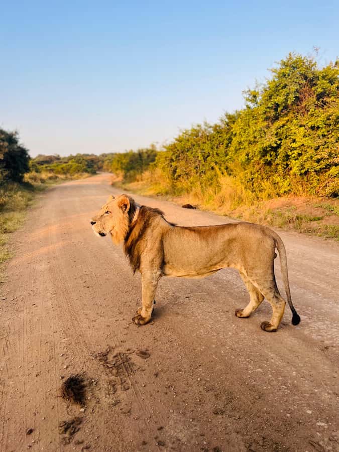 Nairobi: Half-Day Game Drive at Nairobi National Park - Key highlights you will care about