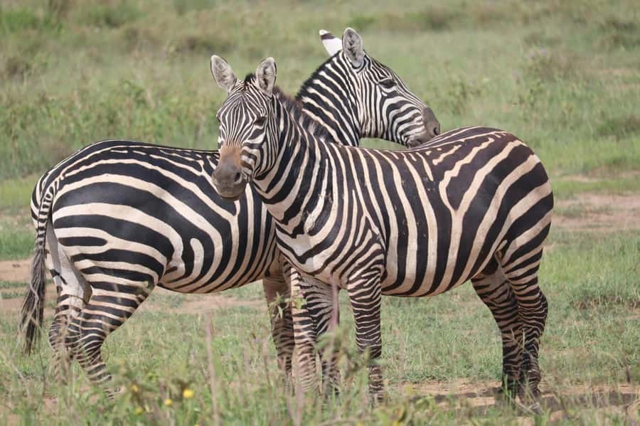Nairobi: Half-Day Game Drive at Nairobi National Park - A half-day safari that fits real Nairobi plans