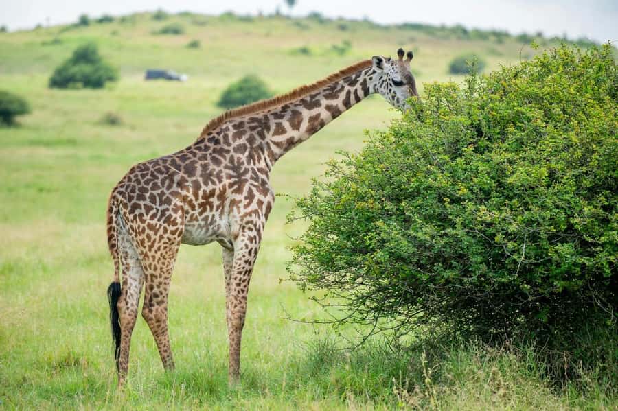 Nairobi: Half-Day Game Drive at Nairobi National Park - Nairobi National Park entrance: the monkey moment