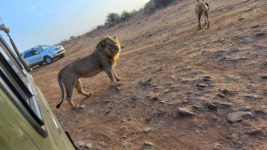 Nairobi: Half-Day Game Drive at Nairobi National Park - The 4-hour game drive, where you look for lions, rhinos, and more