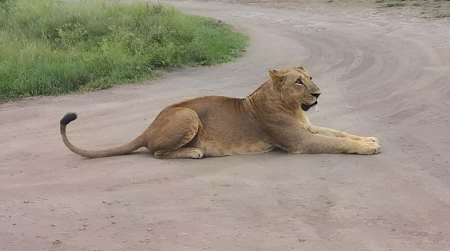 Nairobi: Half-Day Game Drive at Nairobi National Park - How the guide commentary improves your spotting game
