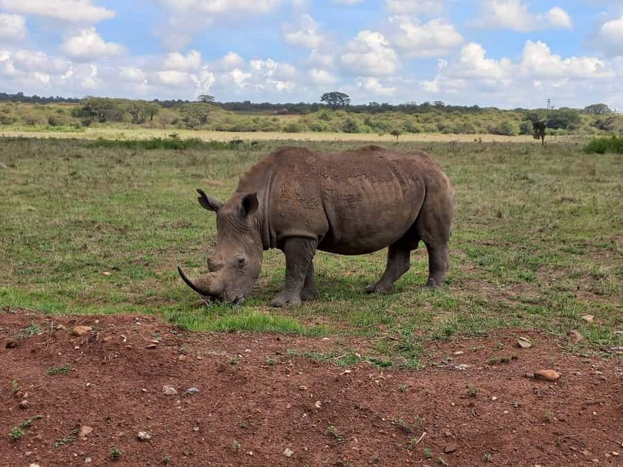 Nairobi: Half-Day Game Drive at Nairobi National Park - Hotel pickup and drop-off: less stress, more looking