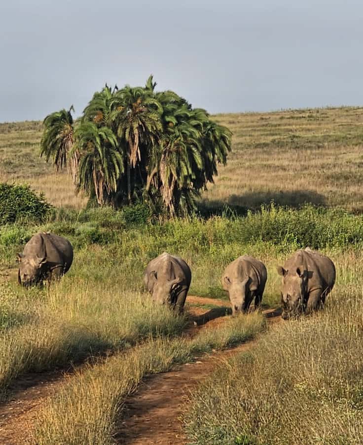 Nairobi: Half-Day Game Drive at Nairobi National Park - Price and value: what $60 really buys (and what to budget next)