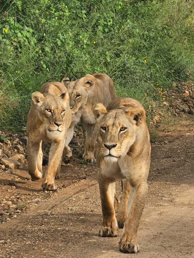 Nairobi: Half-Day Game Drive at Nairobi National Park - What to bring (and what to skip) for an easier safari day