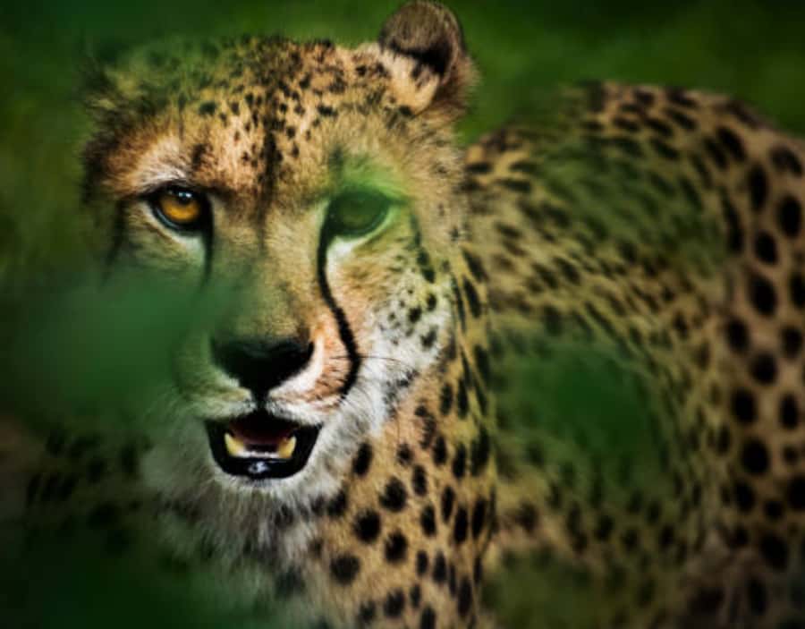 Nairobi: Half-Day Nairobi National Park Private Safari - Key Things I’d Prioritize