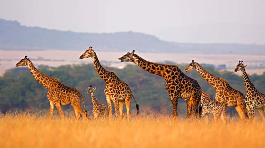 Nairobi: Half-Day Nairobi National Park Private Safari - Nairobi National Park and the Skyline Factor