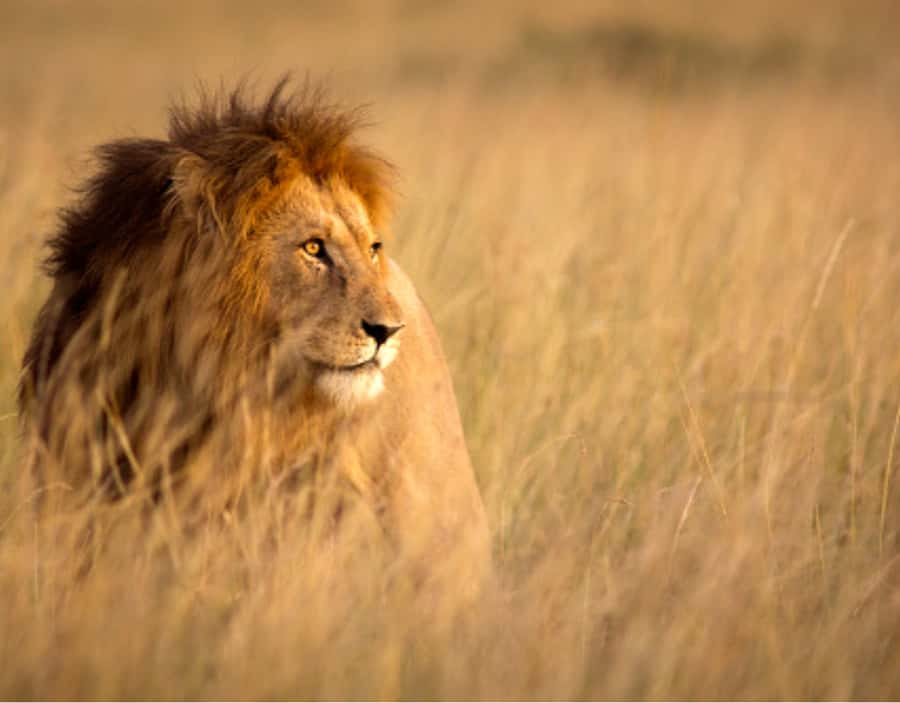 Nairobi: Half-Day Nairobi National Park Private Safari - The Heart of the Safari: Your 4 to 5 Hour Game Drive