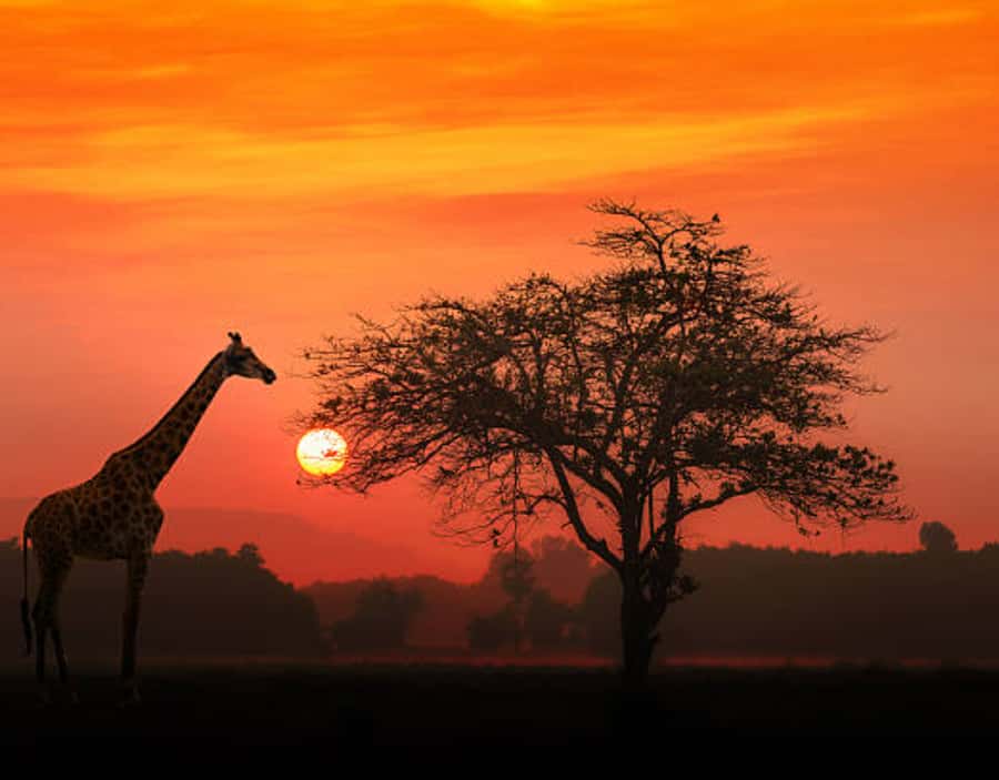Nairobi: Half-Day Nairobi National Park Private Safari - Photo Tips for Wildlife and the Nairobi Skyline View