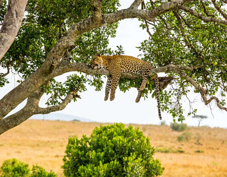 Nairobi: Half-Day Nairobi National Park Private Safari - Price and Value: Is $130 Fair for a Half-Day Private Safari?