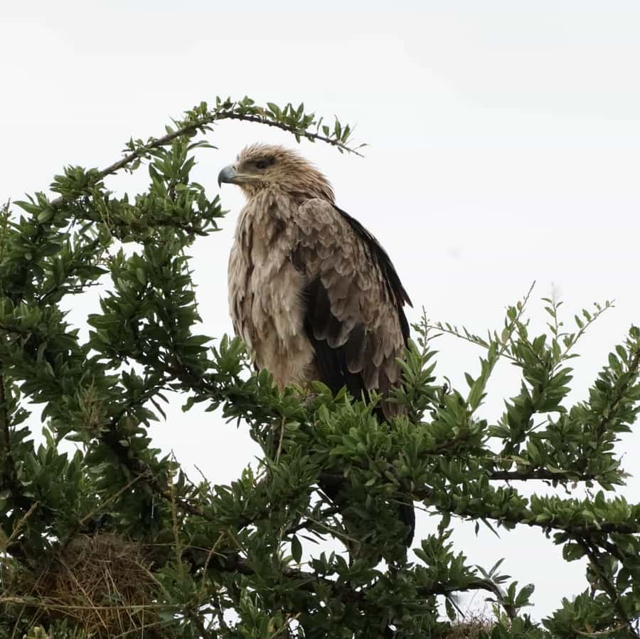 Nairobi: Hell's Gate National Park and Lake Naivasha Tour - Gorge walk inside Hell’s Gate: where the views and wildlife feel earned