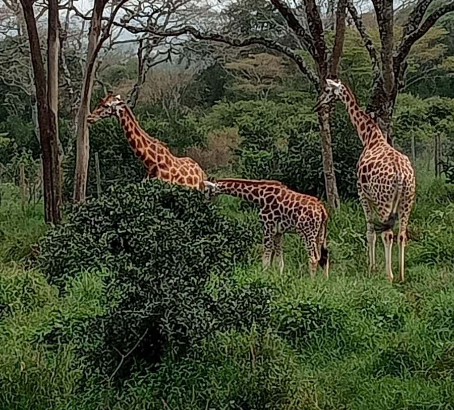 Nairobi: Hell's Gate National Park and Lake Naivasha Tour - Hell’s Gate by bicycle: a close-up safari with real movement