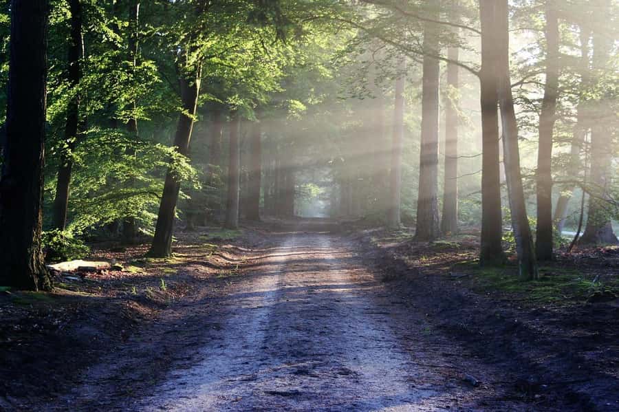 Nairobi: Karura Forest Guided Walking Tour - The 3-hour rhythm: slow steps, silence breaks, and story beats
