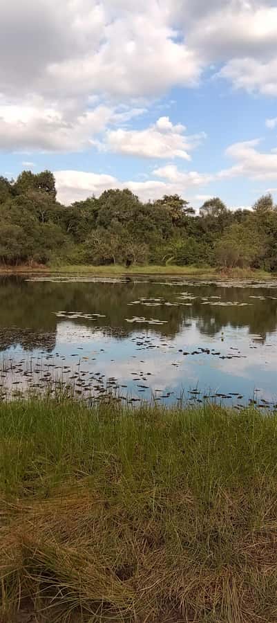 Nairobi: Karura Forest Guided Walking Tour - Karura Forest highlights: bamboo whispers, monkeys overhead, and quiet trails