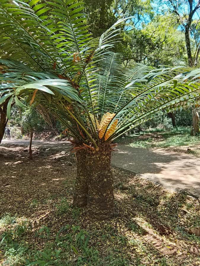 Nairobi: Karura Forest Guided Walking Tour - The guide matters most: Joel/Joe’s friendliness, flexibility, and transparency