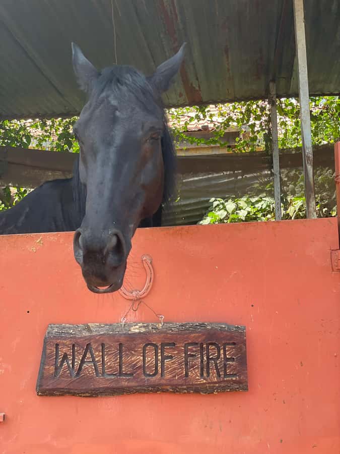 Nairobi: Karura Forest Horseback Riding Tour - Price and value: what $90 includes, and what may cost extra