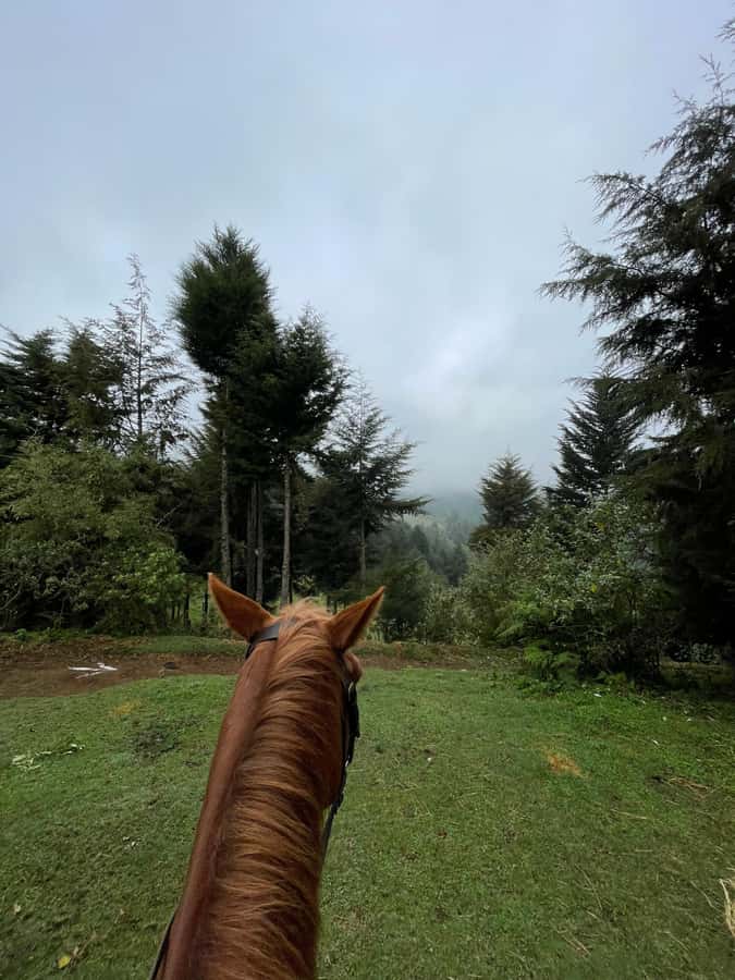 Nairobi: Karura Forest Horseback Riding Tour - How this fits different kinds of riders
