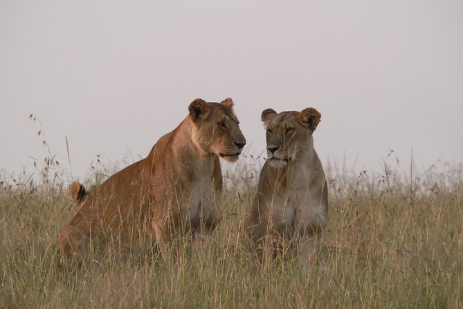 Nairobi layover - Why Nairobi National Park is the ultimate layover reset