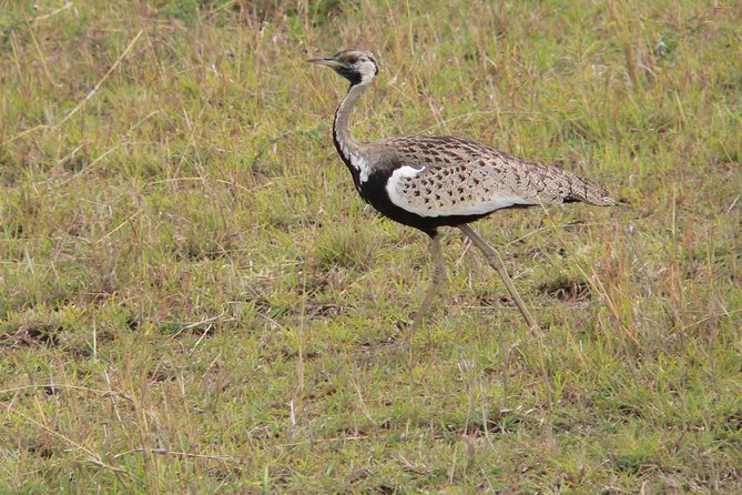 Nairobi layover - Pickup, timing, and the private vehicle reality check