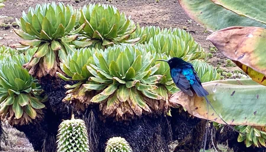 Nairobi: Mount Kenya Day Hike with Lunch - Key points you’ll care about