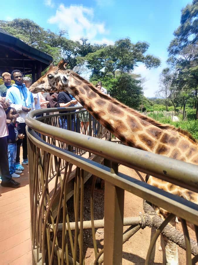 Nairobi: Museum, KICC, Giraffe Centre & Bomas of Kenya Tour - Lunch time in Nairobi: what’s covered, and how to choose