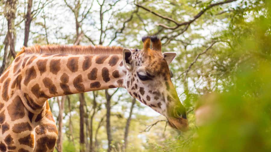 Nairobi: Museum, KICC, Giraffe Centre & Bomas of Kenya Tour - Price and value: what you pay, what you add, and why it can still be fair