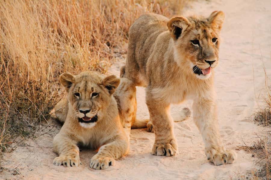 Nairobi : Nairobi National Park: 5- hours Guided Game Drive - Key things to know before you go