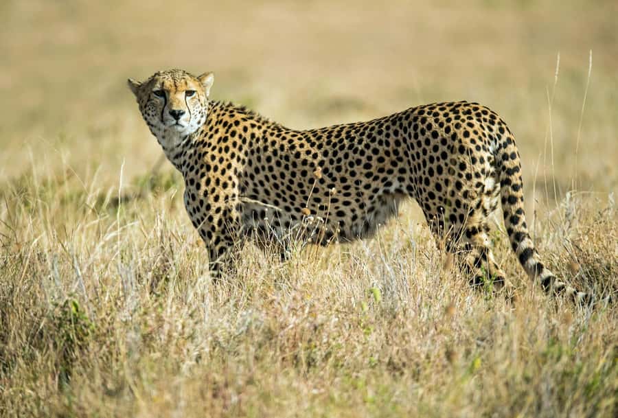 Nairobi : Nairobi National Park: 5- hours Guided Game Drive - How to get the most from your guide, not just the sightings