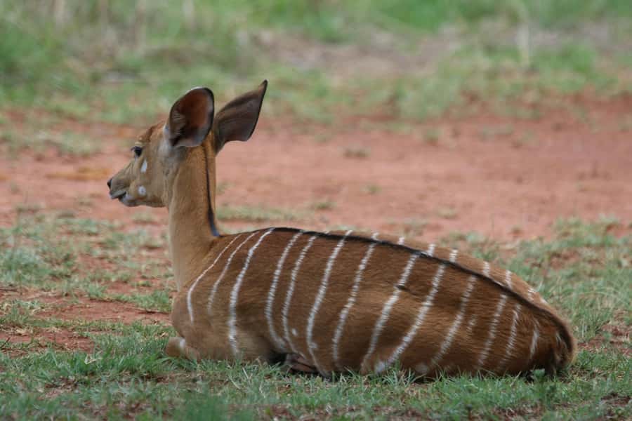 Nairobi : Nairobi National Park: 5- hours Guided Game Drive - The van with a pop-up roof: what it changes for viewing