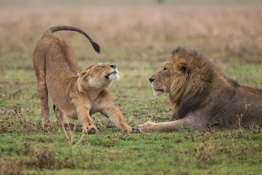 Nairobi : Nairobi National Park: 5- hours Guided Game Drive - Inside the park: your guided game drive and photo stops