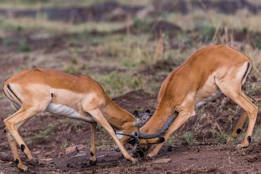 Nairobi : Nairobi National Park: 5- hours Guided Game Drive - Species targets: lions, rhinos, cheetahs, and Grevy’s zebras