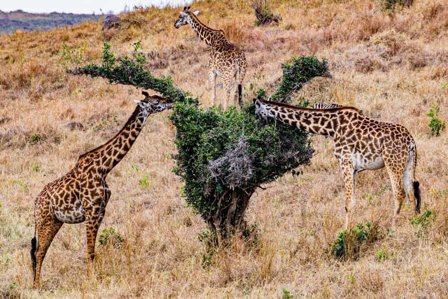 Nairobi : Nairobi National Park: 5- hours Guided Game Drive - Timing: morning vs afternoon departures and when to choose