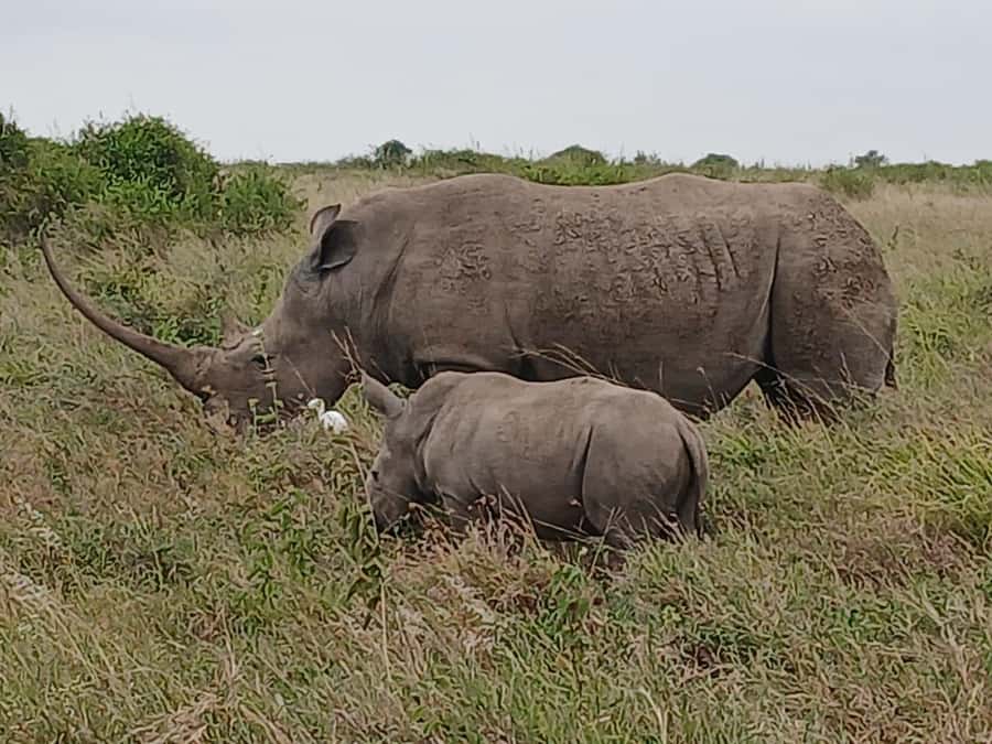 Nairobi : Nairobi National Park: 5- hours Guided Game Drive - Price and logistics: how $45 turns into a real total