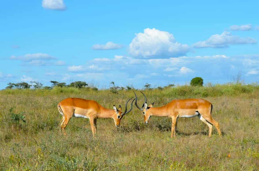 Nairobi : Nairobi National Park: 5- hours Guided Game Drive - What to bring so the day runs smoothly