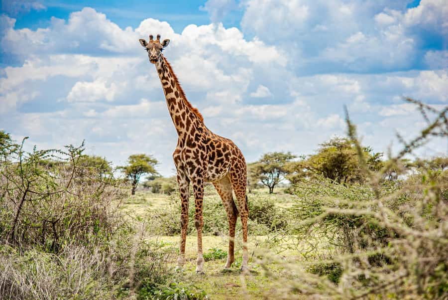 Nairobi : Nairobi National Park: 5- hours Guided Game Drive - From your hotel to the park gate: pickup in multiple Nairobi areas