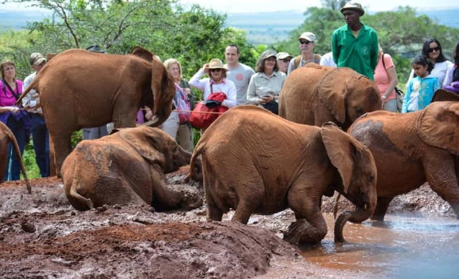 Nairobi:Nairobi national park,David sheldrick,GiraffeCenter - Key things to know before you go