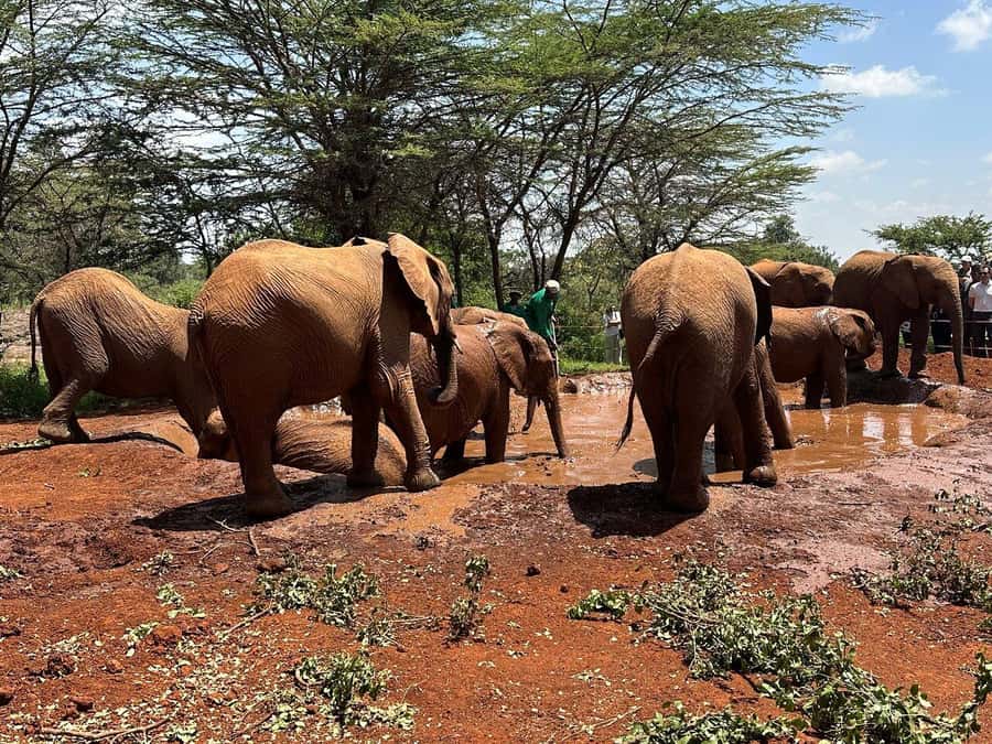 Nairobi:Nairobi national park,David sheldrick,GiraffeCenter - A 6:00am Nairobi start that mixes city life with wildlife