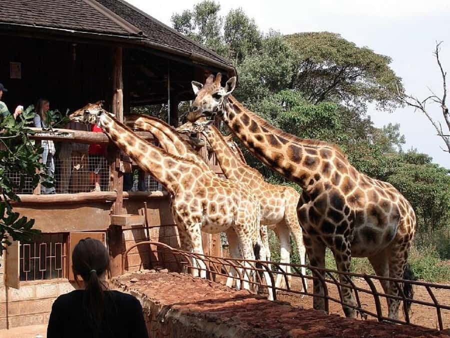 Nairobi:Nairobi national park,David sheldrick,GiraffeCenter - David Sheldrick Wildlife Trust during the official public viewing hour