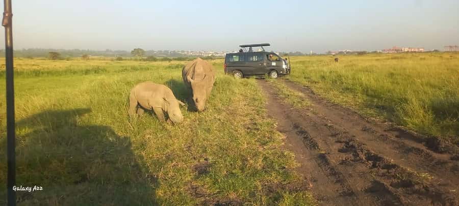 Nairobi:Nairobi national park,David sheldrick,GiraffeCenter - Giraffe Centre Rothschild giraffe protection, behavior, and breeding