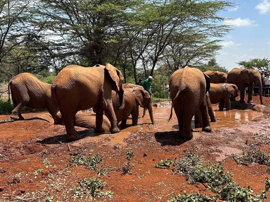 Nairobi:Nairobi national park,David sheldrick,GiraffeCenter - Ethical wildlife viewing and guided interpretation that stays practical