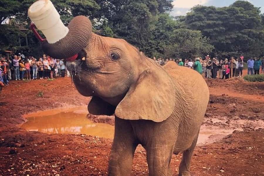 Nairobi:Nairobi national park,David sheldrick,GiraffeCenter - Where this day works best, and where it might not
