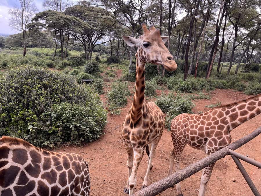 Nairobi:Nairobi national park,David sheldrick,GiraffeCenter - Nairobi National Park game drive, big-five goals, and city backdrop views