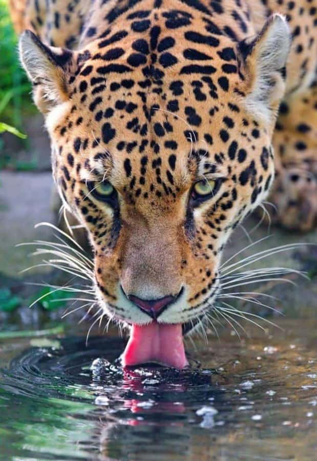 Nairobi: Nairobi National Park Half-Day Game Drive - Key things to know before you go
