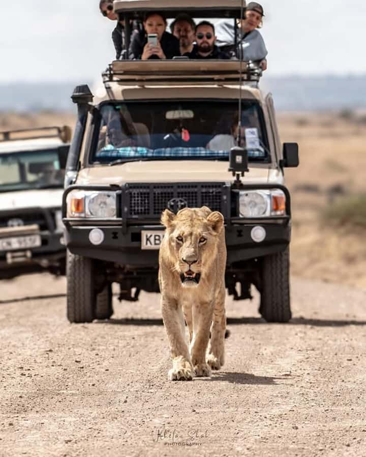Nairobi: Nairobi National Park Half-Day Game Drive - Nairobi National Park, the safari that starts fast from the city