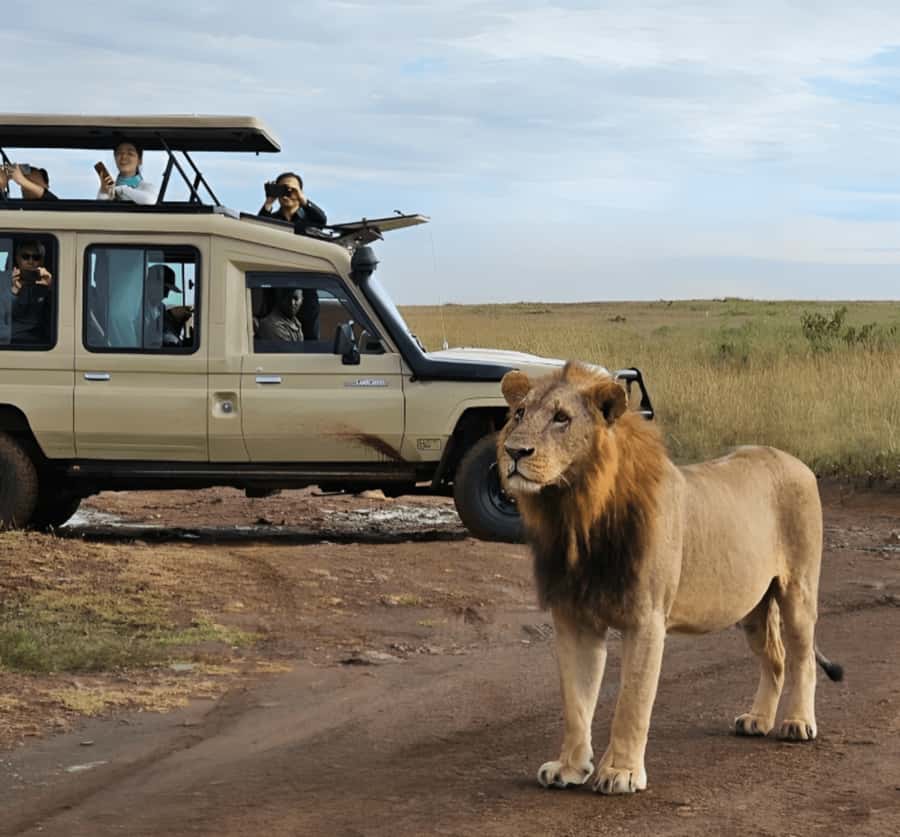 Nairobi: Nairobi National Park Half-Day Game Drive - Morning vs evening game drives: plan for animal odds