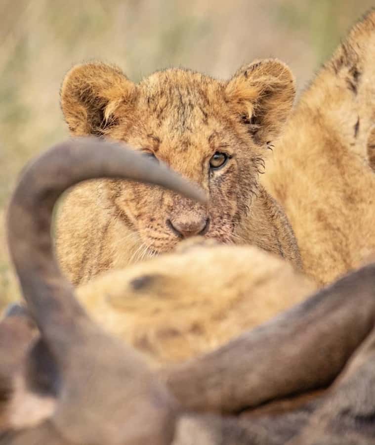 Nairobi: Nairobi National Park Half-Day Game Drive - Savannah plains, acacia woodland, and riverine edges