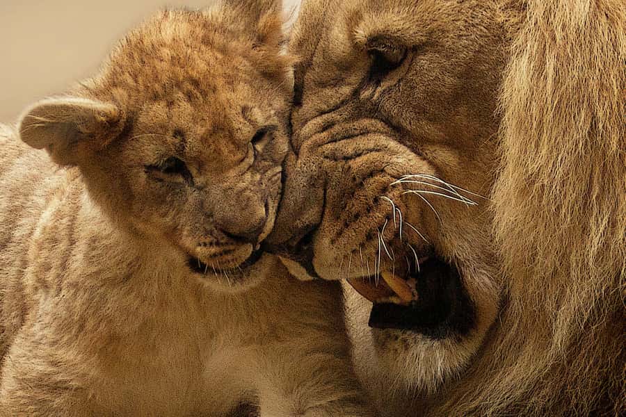 Nairobi: Nairobi National Park Half-Day Game Drive - Wildlife targets: what you can realistically hope to see