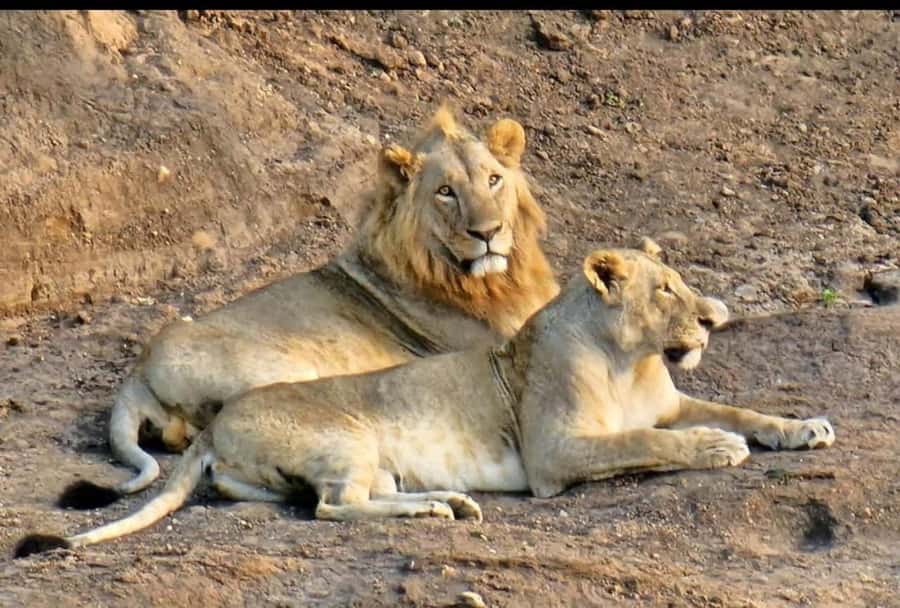 Nairobi: Nairobi National Park Half-Day Game Drive - What to bring for a Nairobi safari morning