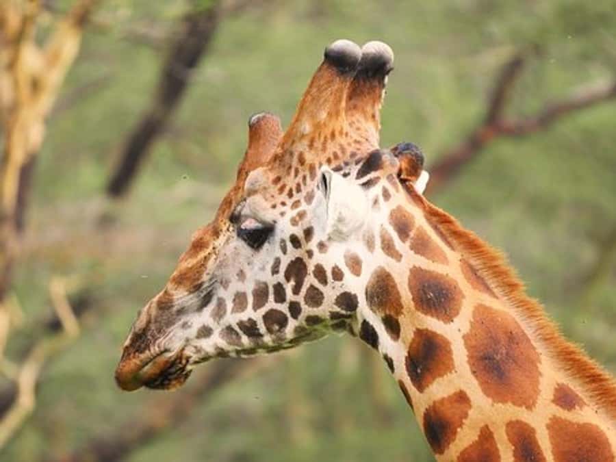 Nairobi: Nakuru National Park and Lake Naivasha Day Tour - FAQ