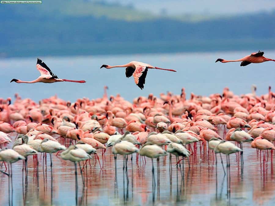 Nairobi: Nakuru National Park and Lake Naivasha Day Tour - From Haile Selassie Avenue to the Great Rift Valley viewpoints